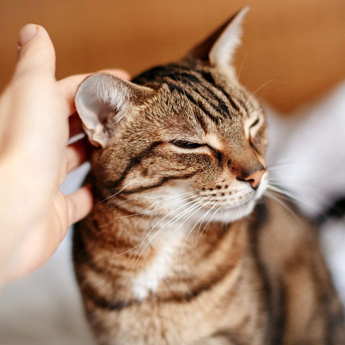 Man woman petting stroking tabby cat by hand. Relationship of ow