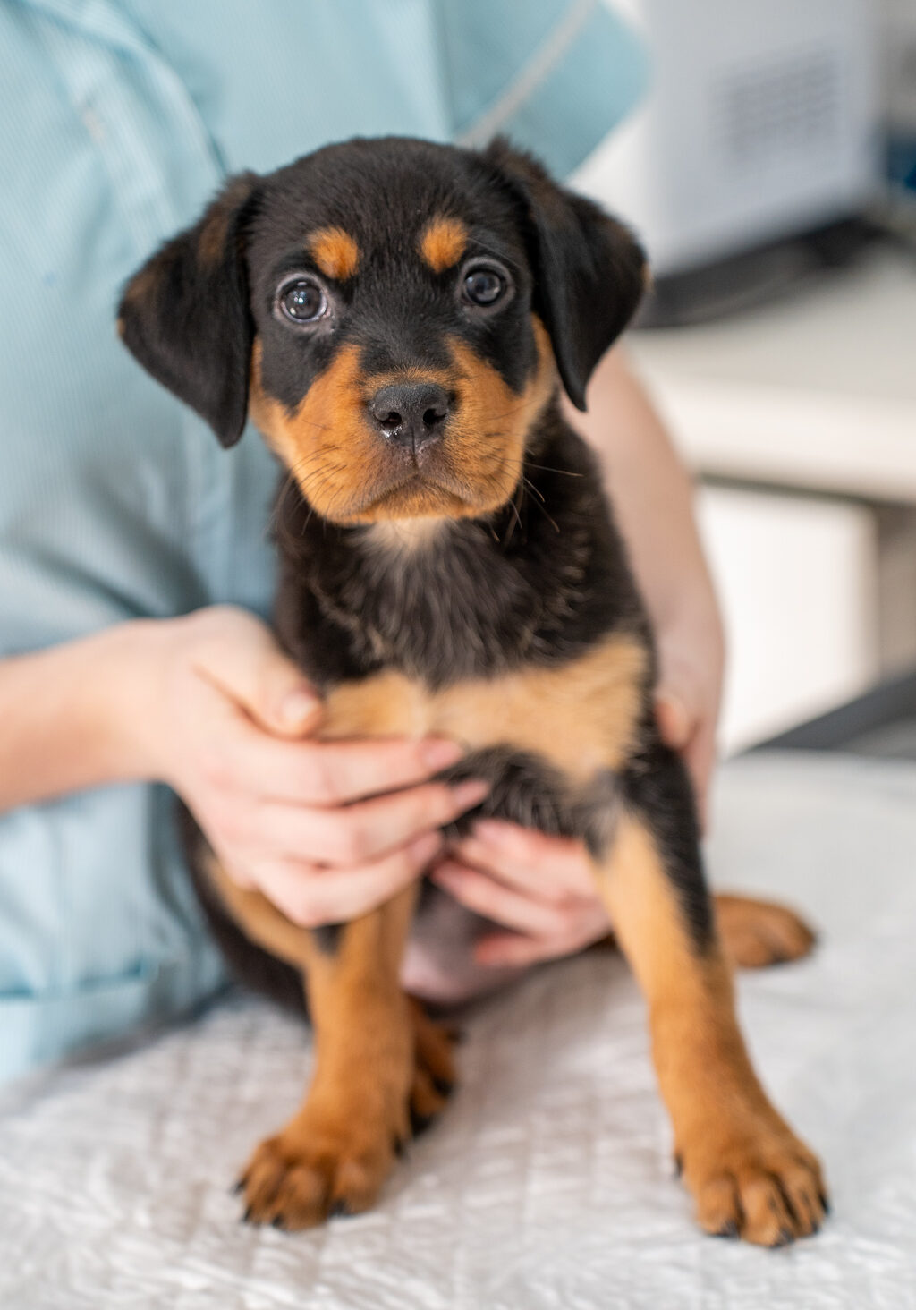 Eastfield Veterinary Group (Web) 069