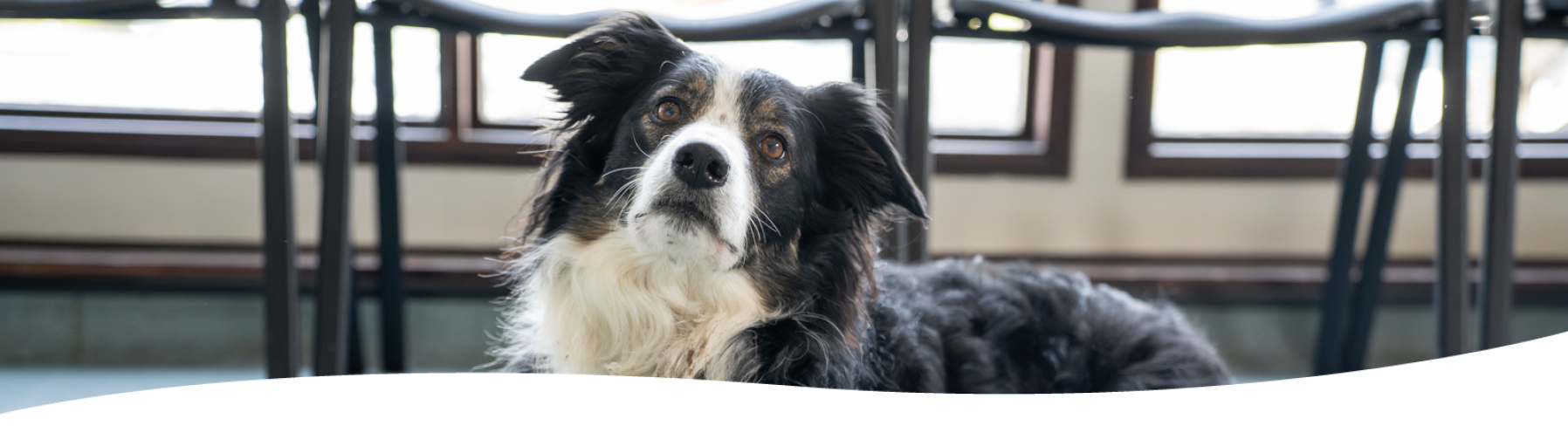 black collie