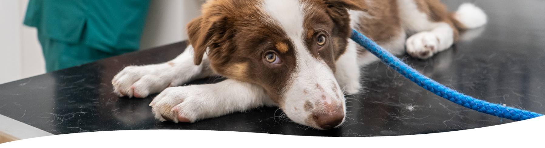 collie