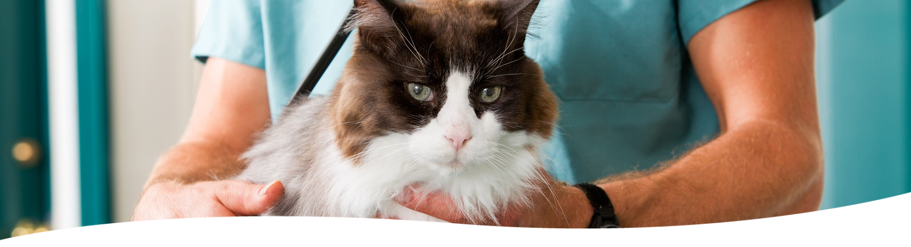 fluffy cat