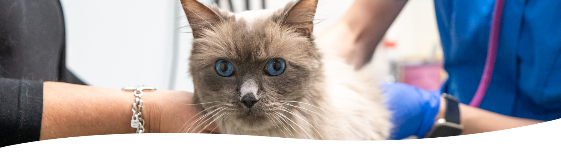 ragdoll
