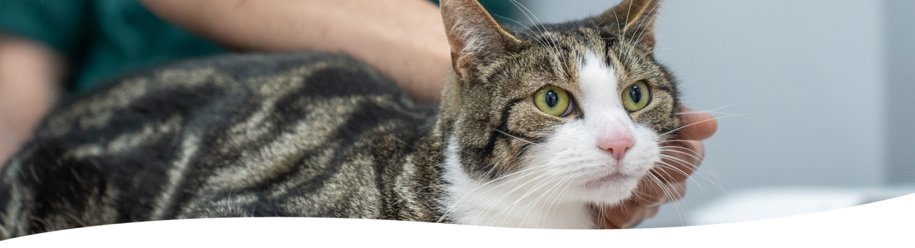 tabby white cat